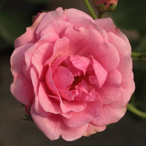 Rozen bestellen en bezorgen - Rosa Elmshorn® - zacht geurende roos - Stamroos – Kleine bloemen - roze - Reimer Kordesbossige kroonvorm - 0